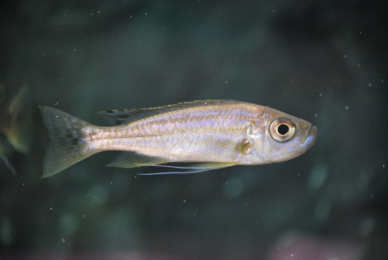 Haplotaxodon trifasciatus 'Burundi'